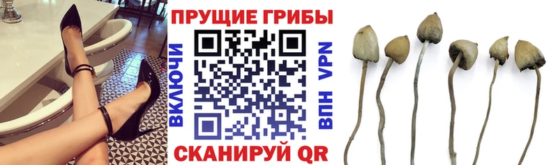 Псилоцибиновые грибы Psilocybe  закладки  Шиханы 
